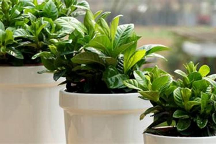 我家大棚黄瓜瓜打顶龙头小怎么办