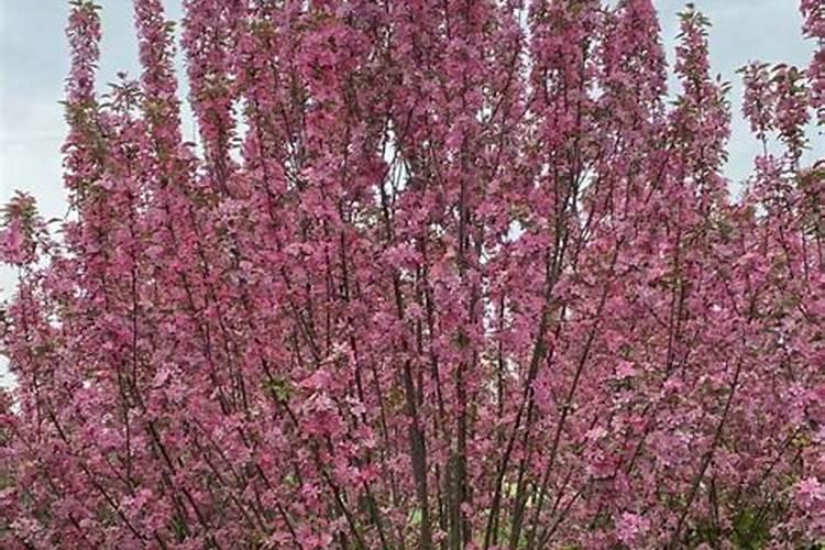 绚丽海棠选苗要避开4个坑