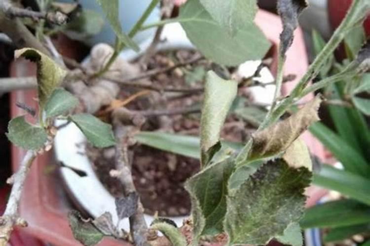 绚丽海棠怎么种？绚丽海棠树苗种植技术