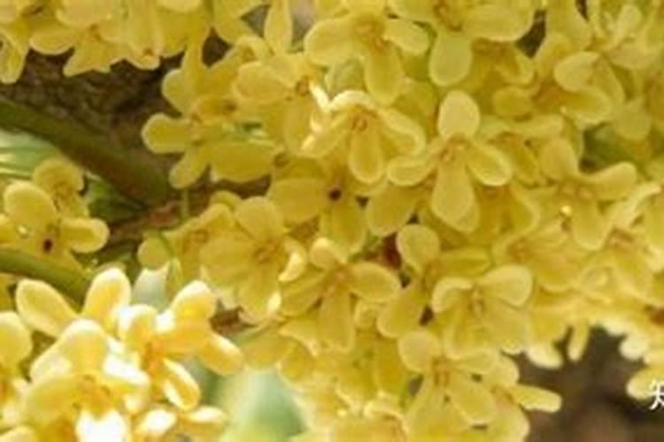 桂花施什么肥长得快