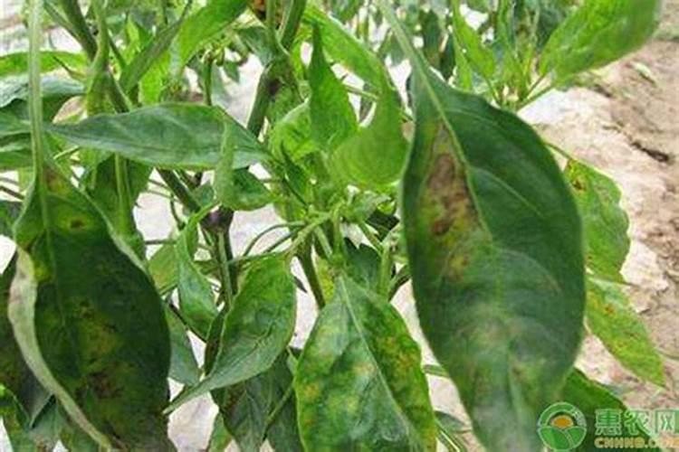 怎样让药芹长的快又好