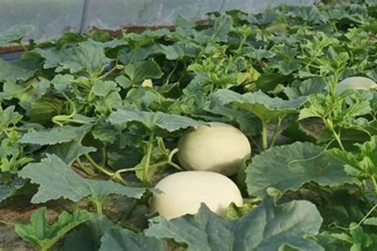 哈密瓜皮做花肥要多久