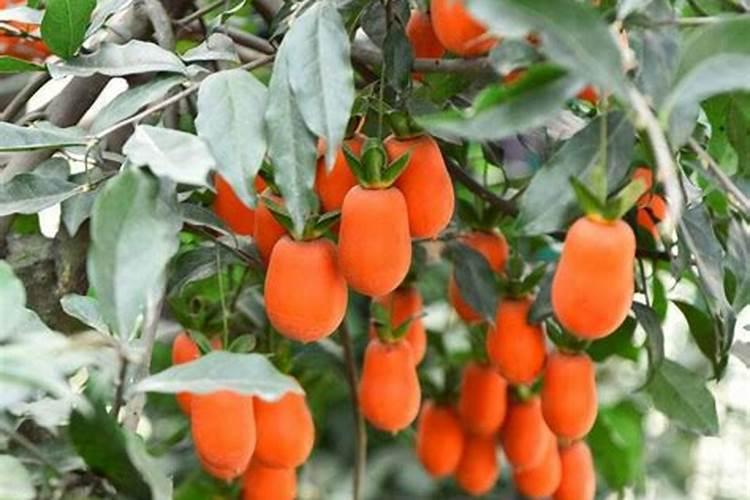 虾池什么时间段杀弧菌最好呢