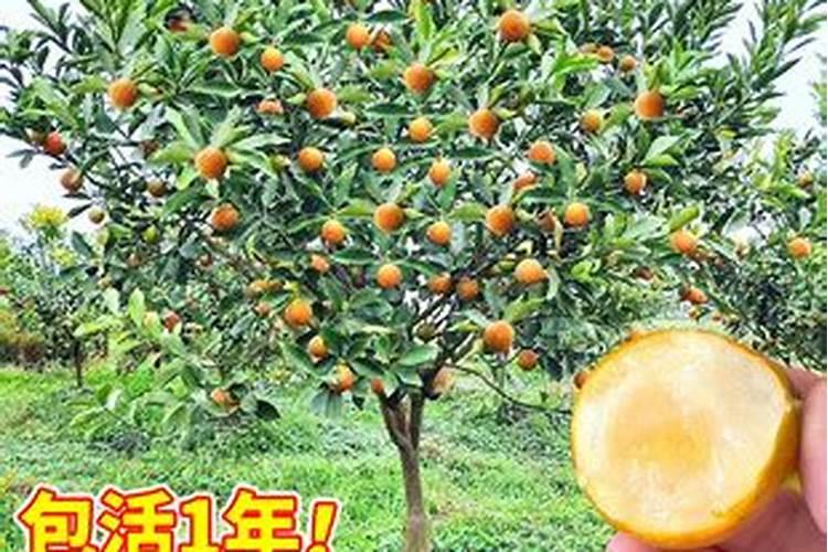 脆皮金桔从根部冒出几个很高新枝现在9月底怎么管理