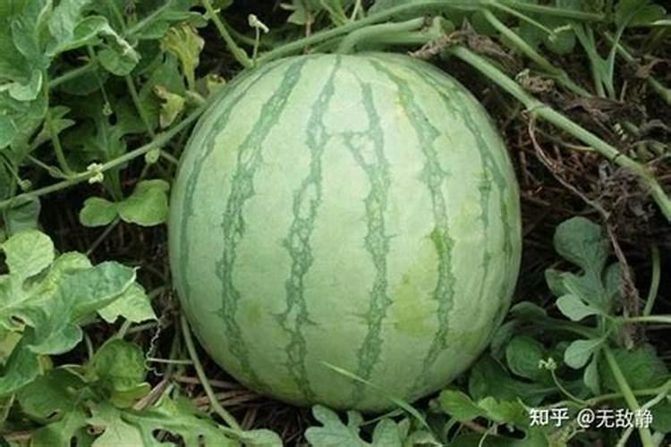 西红柿开花期该如何管理？