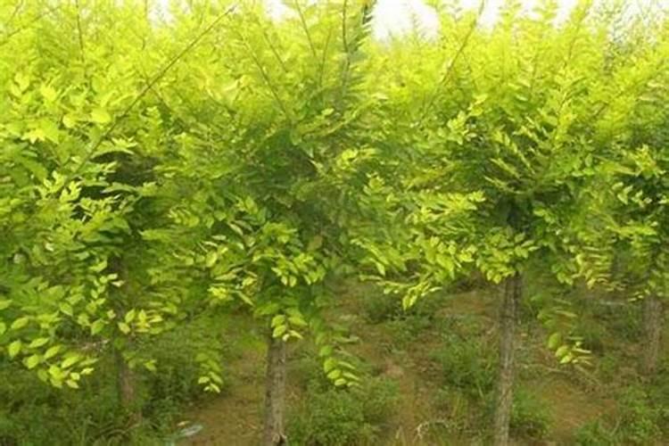 什么情况下需要喷叶面肥 绿植叶面肥施用指南