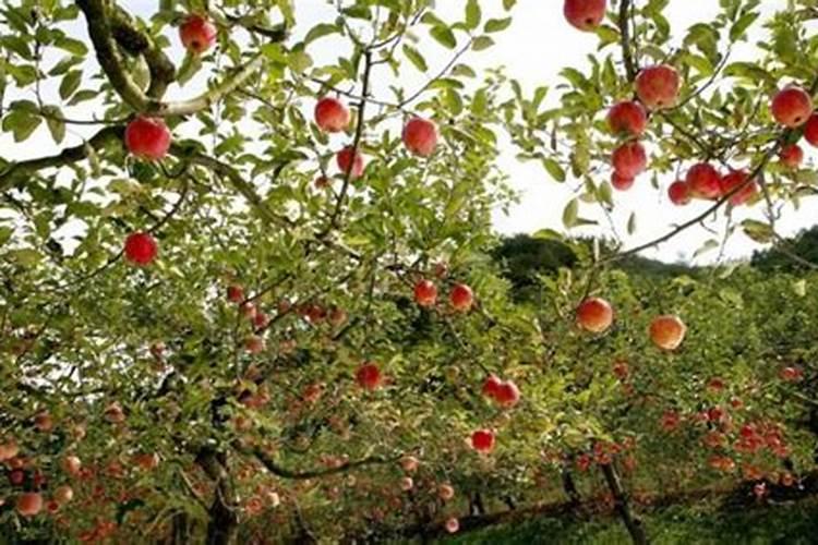 果树管理注意事项