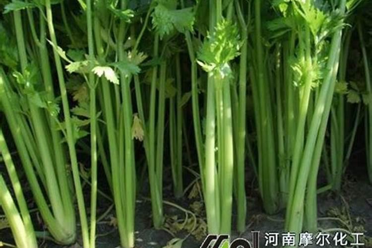 水溶肥那家公司的好