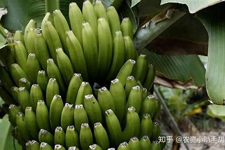 叶面肥价格一般是多少 如何选购好用的叶面肥料