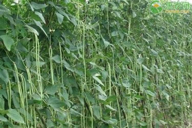 豇豆控旺有讲究