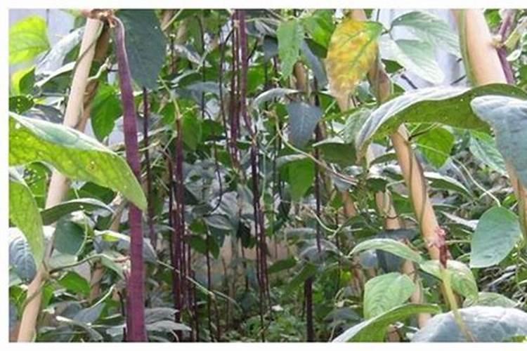 豇豆高效栽培五要点