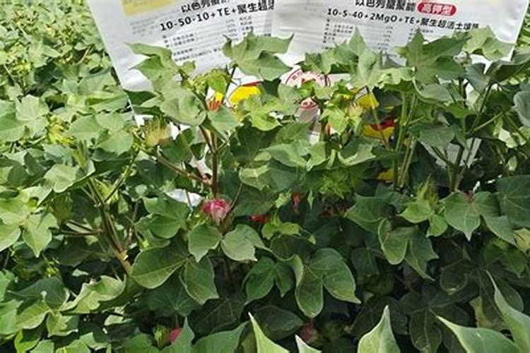 棉花合理施肥技术