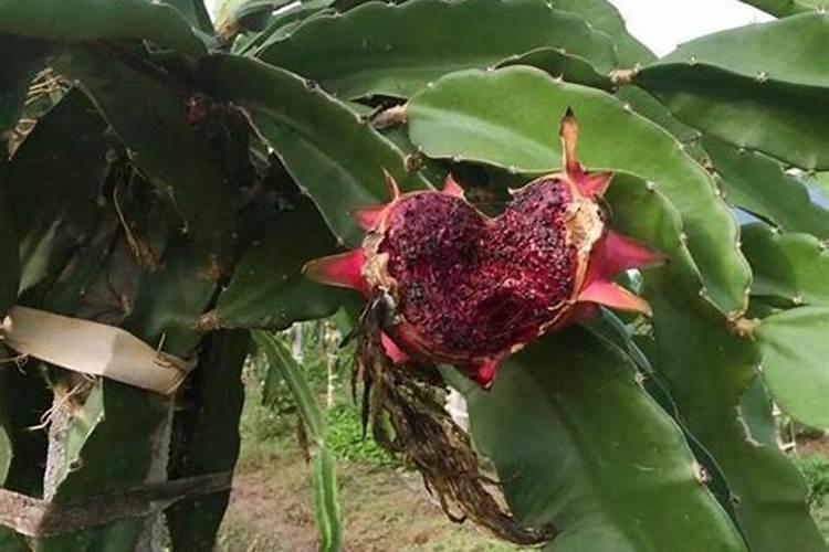 番茄挂果了怎样施肥