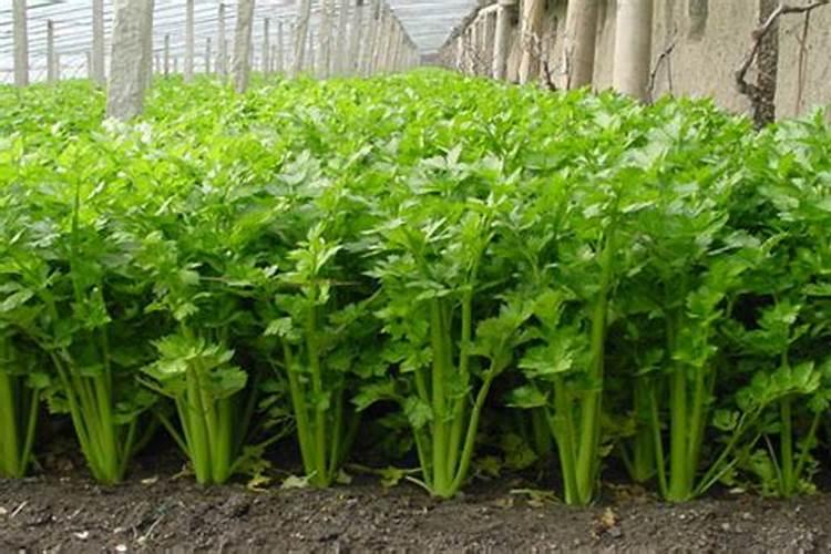 早熟毛豆的高产种植管理技术 毛豆怎么施肥好
