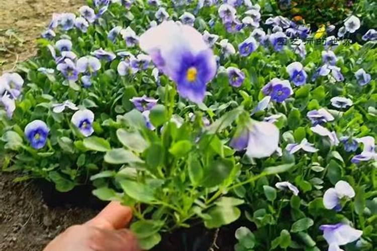 经销商该如何选择好的水溶肥品牌呢？