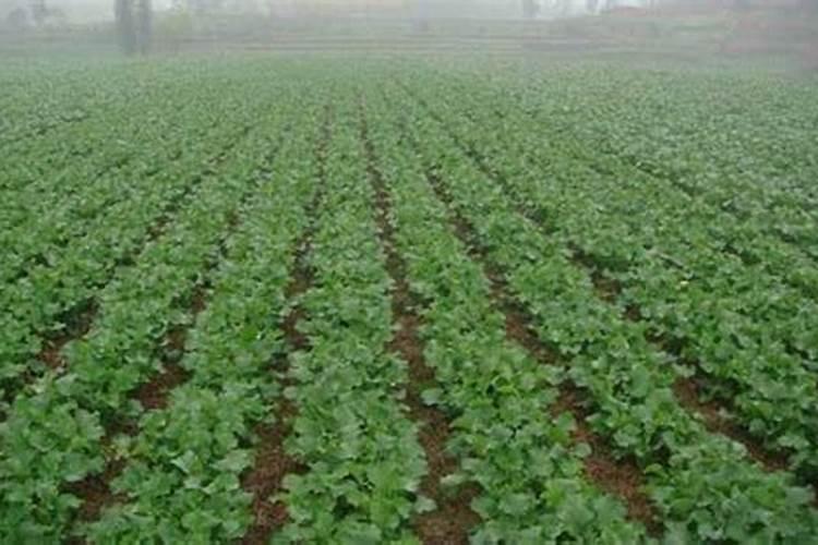 油菜用硼肥最正确方法