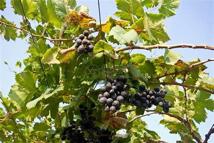 葡萄树用什么肥料长得快 葡萄树如何施肥