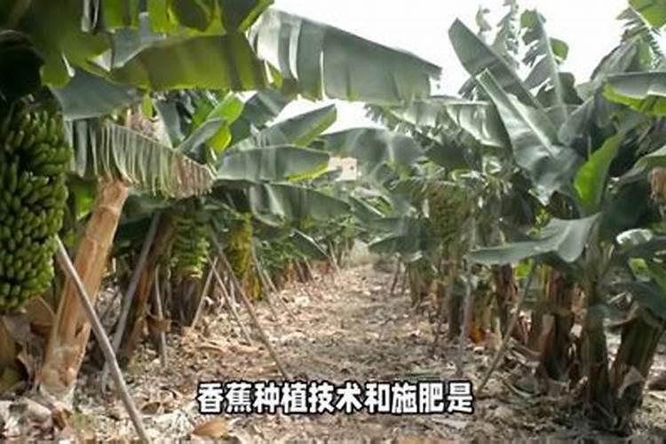 香蕉种植方法简单