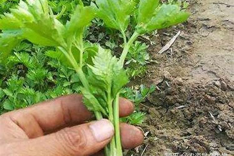 追好“四肥” 西瓜增甜