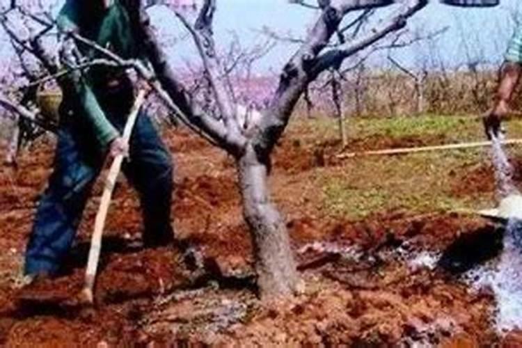 种植李子树,放什么肥料好能让李子甜脆