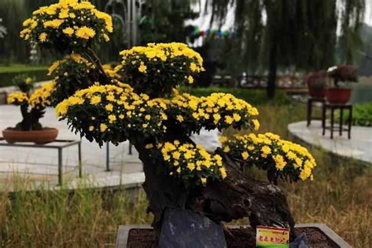 菊花花期需要施肥吗