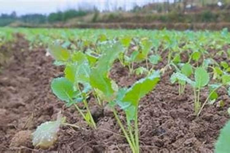 种植橡胶需要注意那几点？