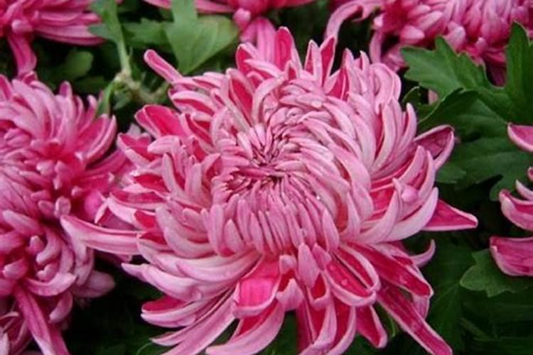 菊花开花期间怎么浇水和施肥