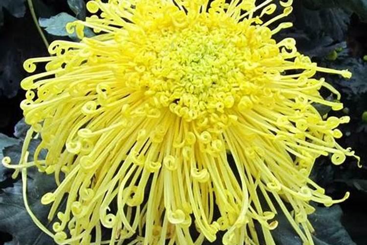 九月菊花开花时要怎么施肥和浇水