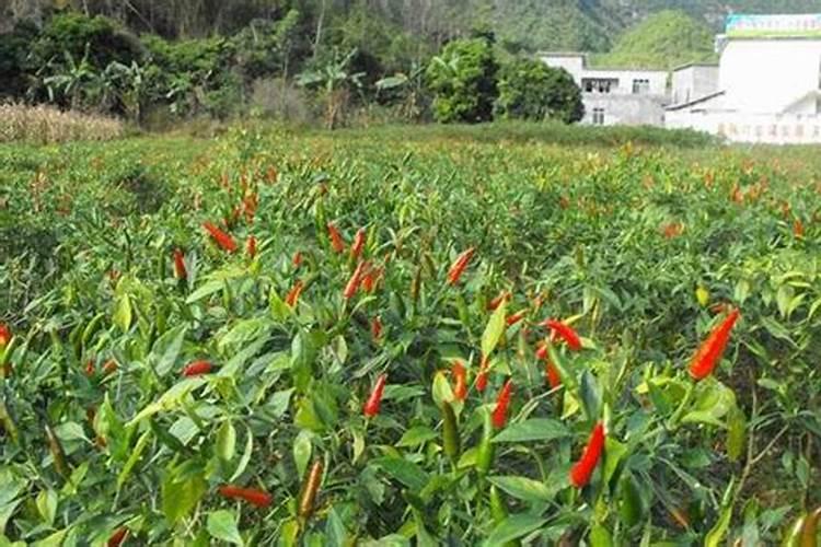 指天椒种植技术与管理