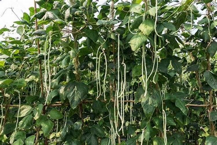 我种的大棚架豆角出土后小苗长的快叶和叶之间的距离大花少豆角长的少...