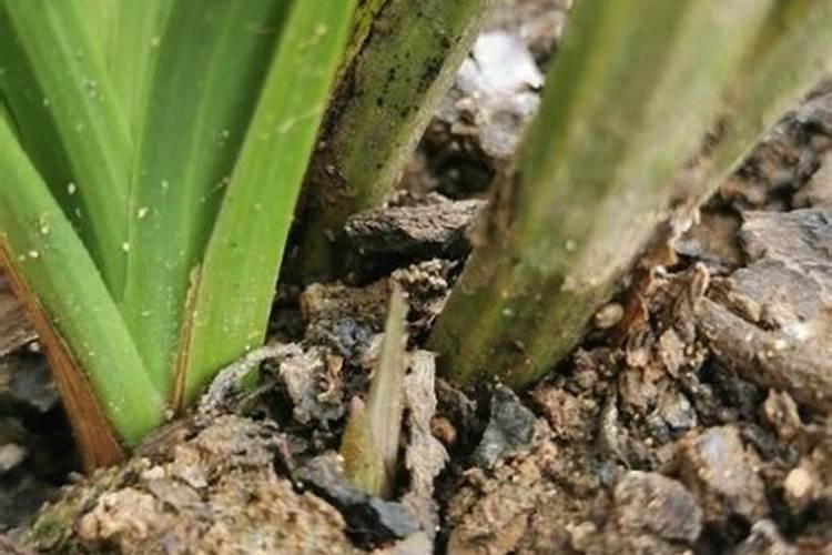 “问题化肥”零容忍!市场监管总局公布八起典型案例