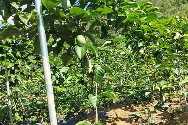 百香果用什么叶面肥？百香果膨大素用哪个？百香果增大增甜用金泰靓百度...