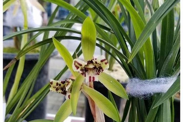 大棚油桃硬核期怎样施肥