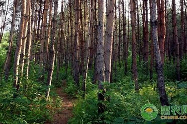 红松的生长周期是多长时间