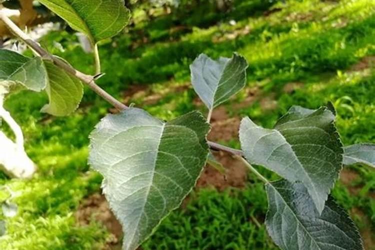 海藻肥属于什么肥料 附使用方法