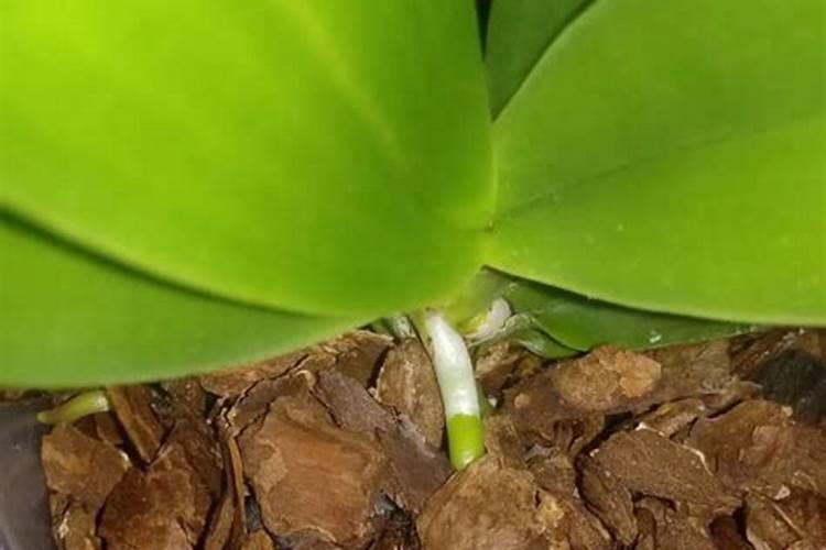 “硫酸钙肥”是肥料吗