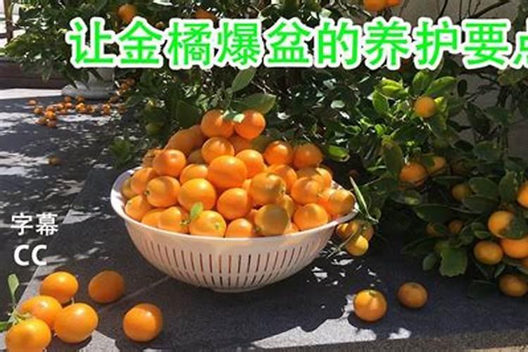 年桔什么时候可以种植 什么月份适宜种植年桔
