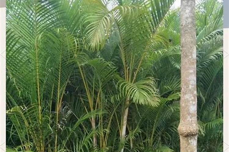 养花都需要什么肥料;叶片发黄是缺什么肥料