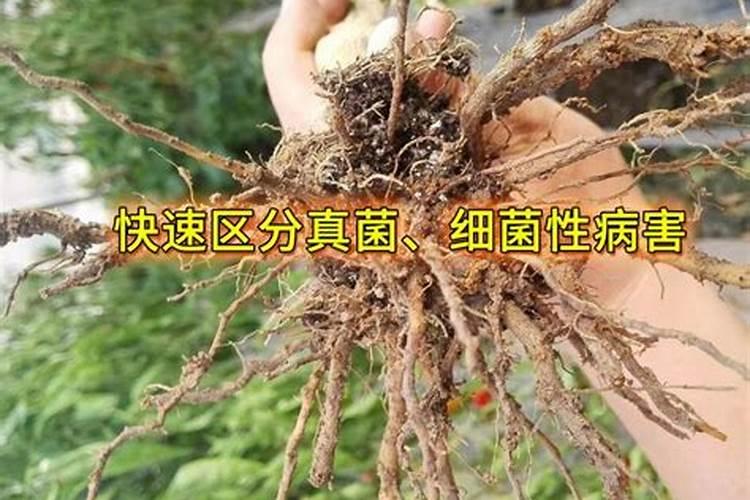 抑制叶绿素降解延缓叶片衰老的是