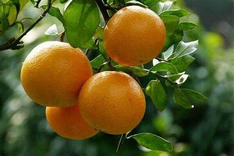 贡柑的种植技巧 贡柑养殖需要注意什么