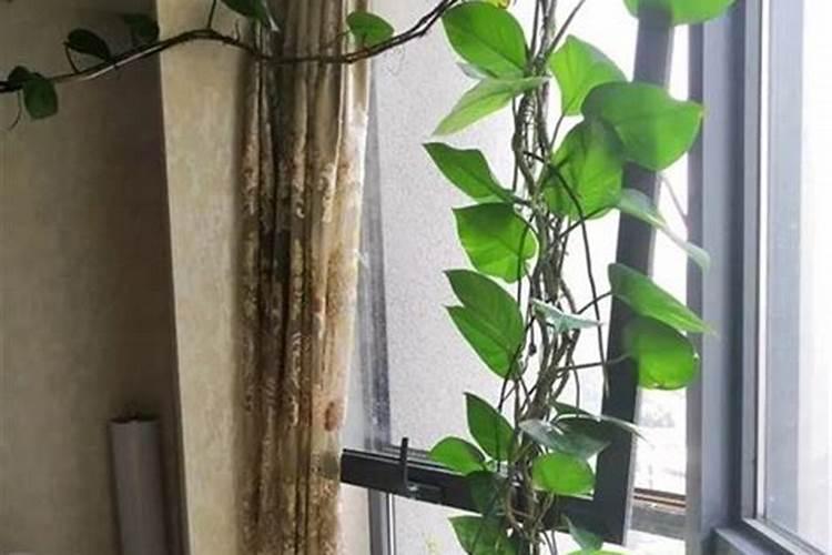 磷肥适合浇什么花