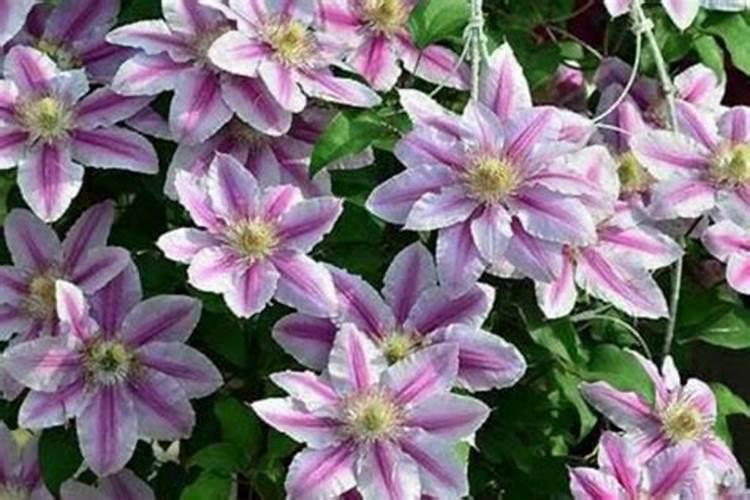 铁线莲的夏季休眠及其养护