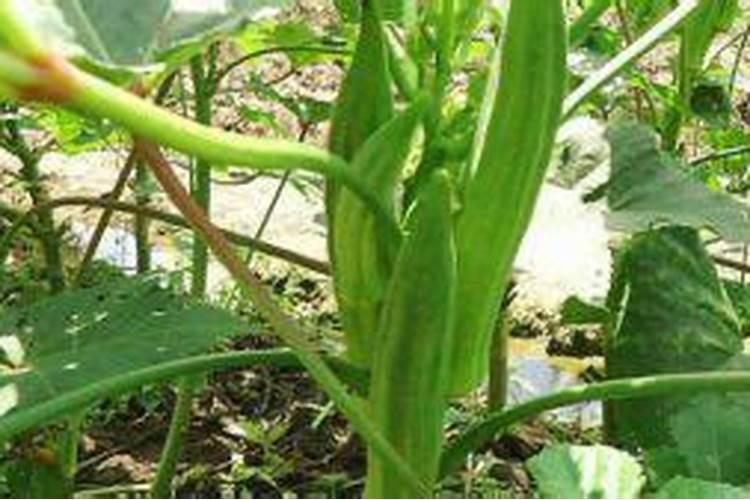 秋葵在什么时候施肥 秋葵移植后施什么肥好