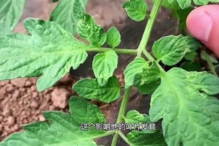 平衡水溶肥配方 新型水溶肥配方多