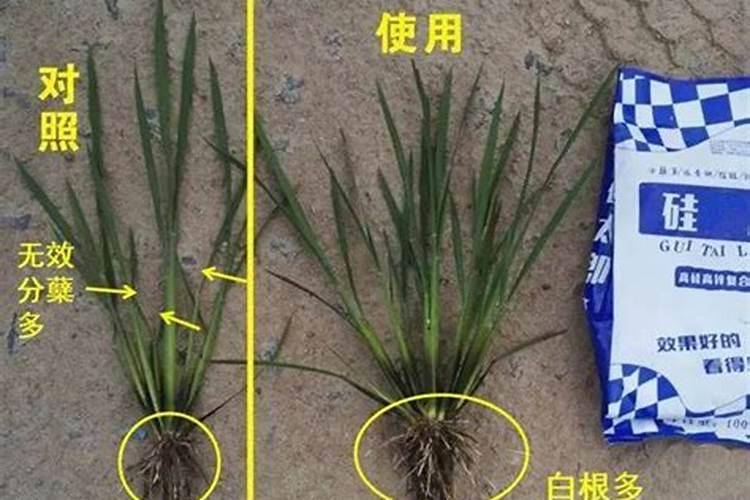 如何种植大蒜种大蒜的方法