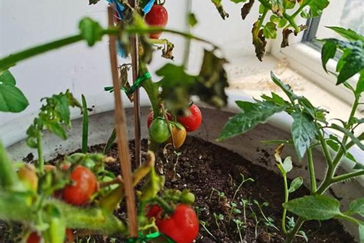 三招提高冬茬番茄产量