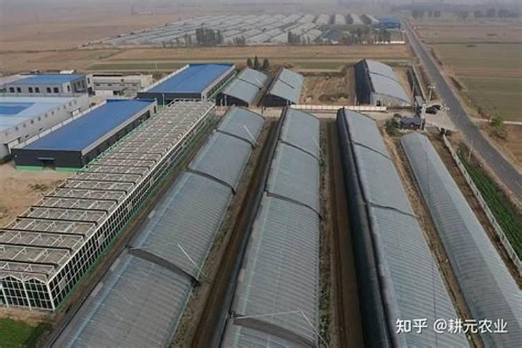 一般番茄要施什么肥,多少天施一次肥