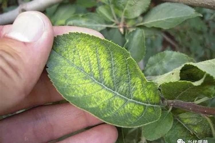 果树花期补硼、花后补钙,补错了果子当然长不好