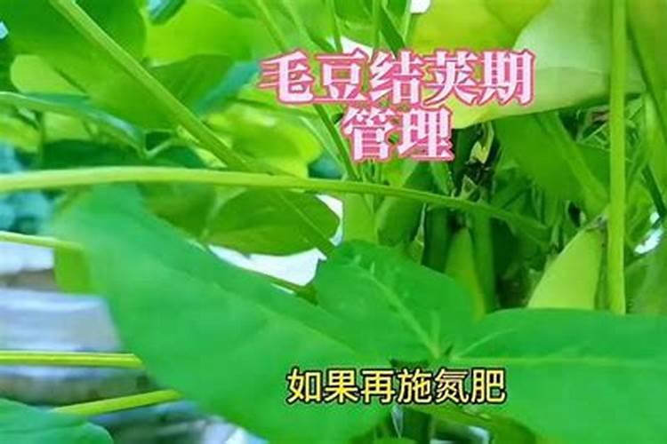 毛豆的施肥方法