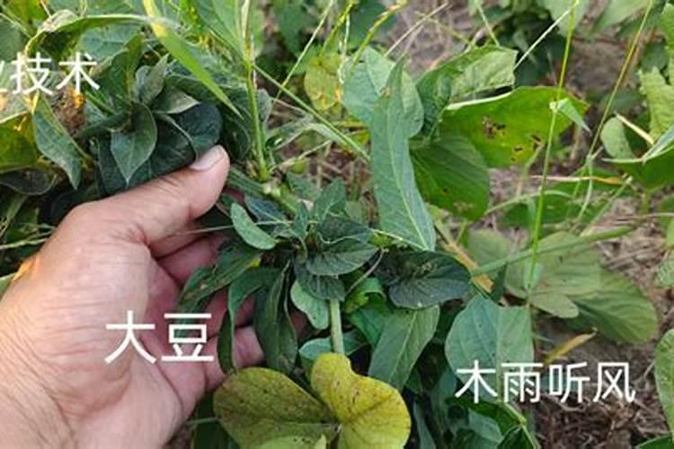 毛豆的养殖方法和注意事项